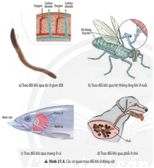 KHTN Lớp 7 Bài 27: Trao đổi khí ở sinh vật