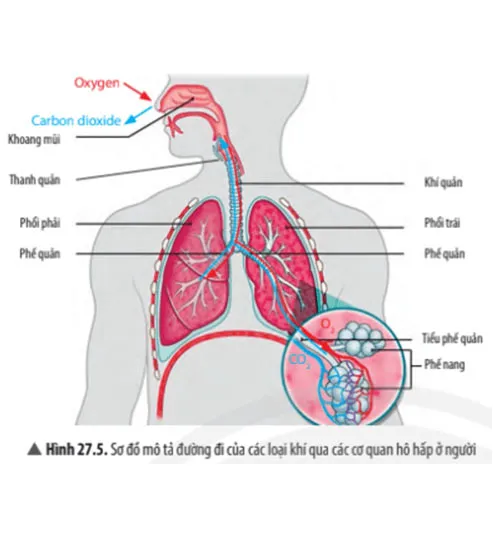 KHTN Lớp 7 Bài 27: Trao đổi khí ở sinh vật