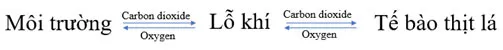 KHTN Lớp 7 Bài 27: Trao đổi khí ở sinh vật