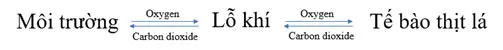 KHTN Lớp 7 Bài 27: Trao đổi khí ở sinh vật