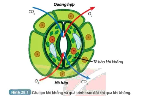 KHTN Lớp 7 Bài 28: Trao đổi khí ở sinh vật