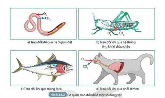 KHTN Lớp 7 Bài 28: Trao đổi khí ở sinh vật