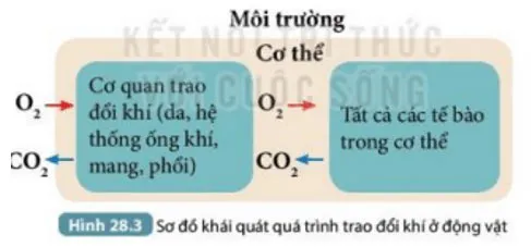 KHTN Lớp 7 Bài 28: Trao đổi khí ở sinh vật