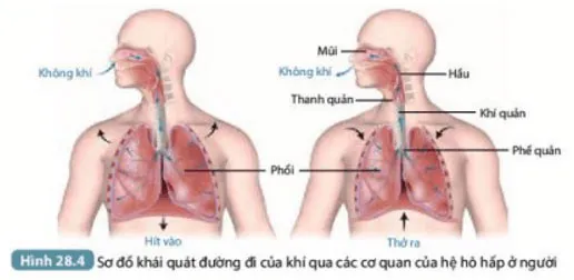 KHTN Lớp 7 Bài 28: Trao đổi khí ở sinh vật