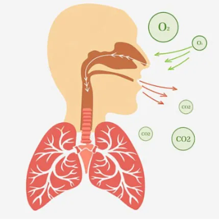 KHTN Lớp 7 Bài 28: Trao đổi khí ở sinh vật