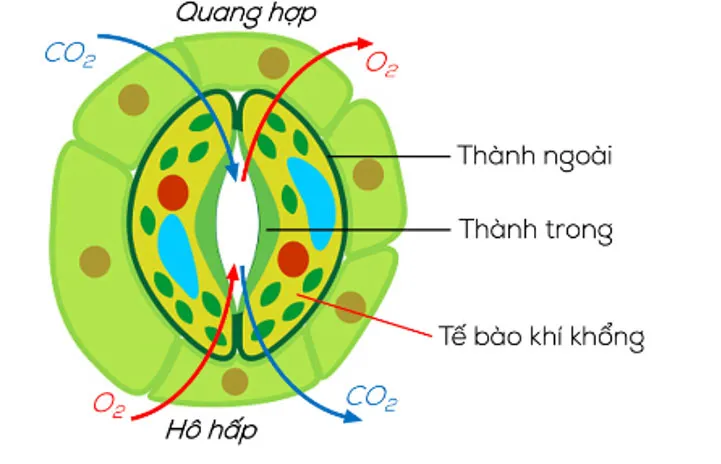 KHTN Lớp 7 Bài 28: Trao đổi khí ở sinh vật