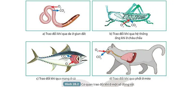 KHTN Lớp 7 Bài 28: Trao đổi khí ở sinh vật