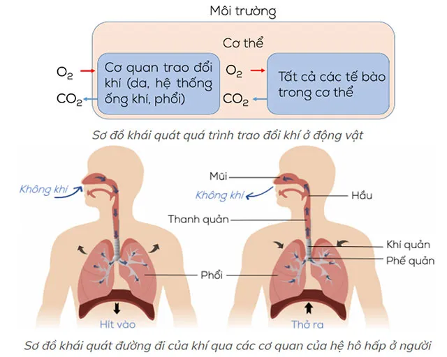 KHTN Lớp 7 Bài 28: Trao đổi khí ở sinh vật