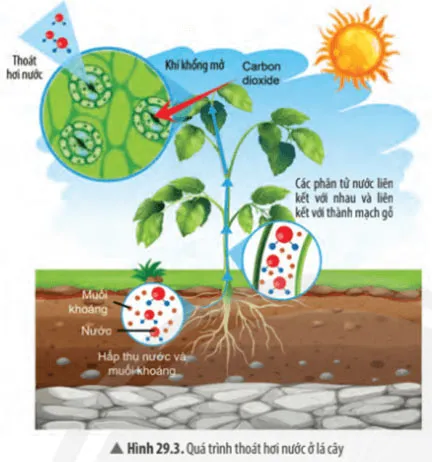KHTN Lớp 7 Bài 29: Trao đổi nước và các chất dinh dưỡng ở thực vật