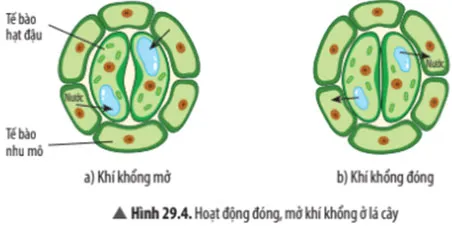 KHTN Lớp 7 Bài 29: Trao đổi nước và các chất dinh dưỡng ở thực vật