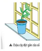 KHTN Lớp 7 Bài 35: Các nhân tố ảnh hưởng đến sinh trưởng và phát triển của sinh vật