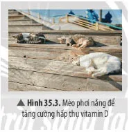 KHTN Lớp 7 Bài 35: Các nhân tố ảnh hưởng đến sinh trưởng và phát triển của sinh vật