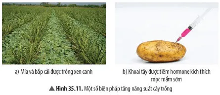 KHTN Lớp 7 Bài 35: Các nhân tố ảnh hưởng đến sinh trưởng và phát triển của sinh vật