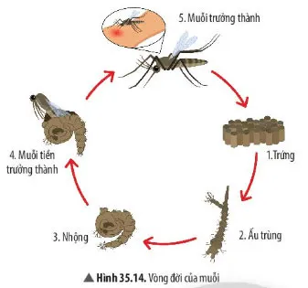 KHTN Lớp 7 Bài 35: Các nhân tố ảnh hưởng đến sinh trưởng và phát triển của sinh vật