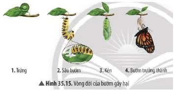 KHTN Lớp 7 Bài 35: Các nhân tố ảnh hưởng đến sinh trưởng và phát triển của sinh vật