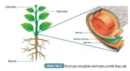 KHTN Lớp 7 Bài 36: Khái quát về sinh trưởng và phát triển ở sinh vật