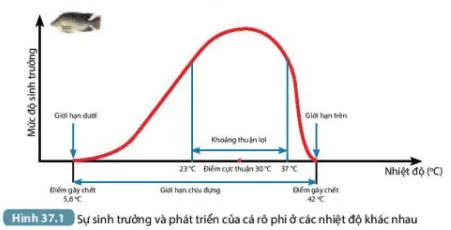 KHTN Lớp 7 Bài 37: Ứng dụng sinh trưởng và phát triển ở sinh vật vào thực tiễn