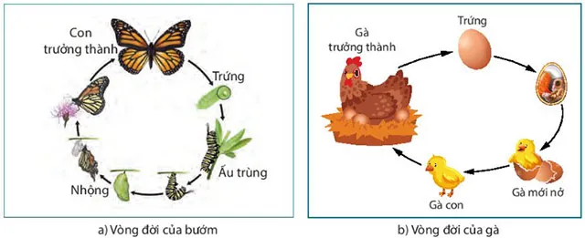 KHTN Lớp 7 Bài 38: Thực hành: Quan sát, mô tả sự sinh trưởng và phát triển ở một số sinh vật