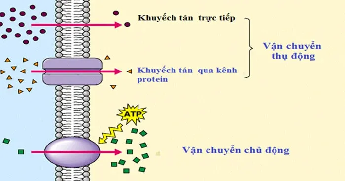 Phân biệt các hình thức vận chuyển thụ động, vận chuyển chủ động, thực bào và xuất bào