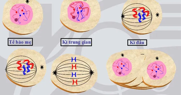 Phân biệt nguyên phân và giảm phân