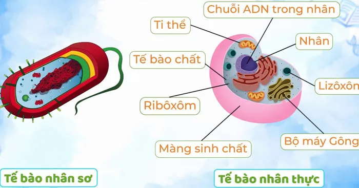 Phân biệt tế bào nhân sơ và tế bào nhân thực