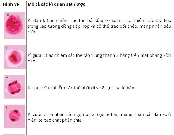 Sinh học 10 Bài 20: Thực hành: quan sát tiêu bản các kì phân bào nguyên phân và giảm phân