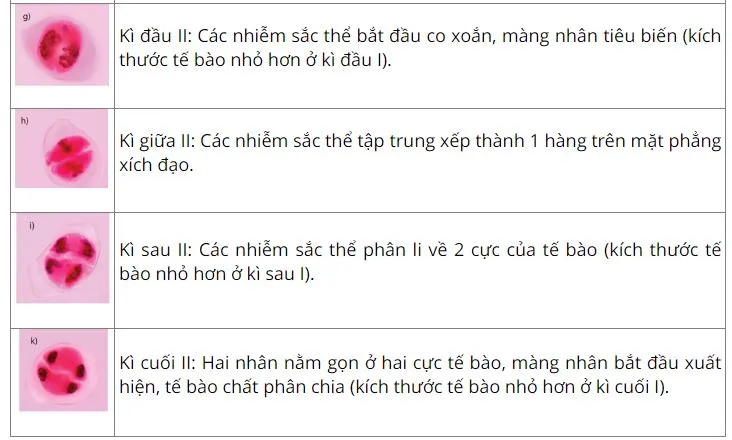 Sinh học 10 Bài 20: Thực hành: quan sát tiêu bản các kì phân bào nguyên phân và giảm phân