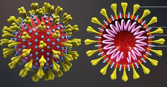 Sinh học 10 Bài 26: Thực hành điều tra một số bệnh do virus và tuyên truyền phòng chống bệnh