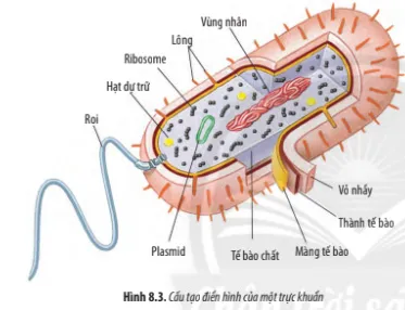 Sinh học 10 Bài 8: Tế bào nhân sơ