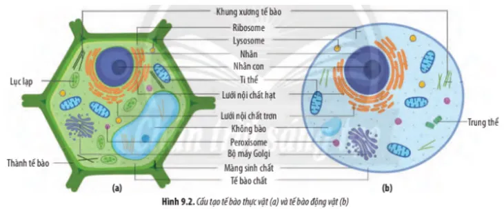 Sinh học 10 Bài 9: Tế bào nhân thực