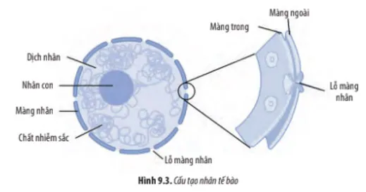 Sinh học 10 Bài 9: Tế bào nhân thực