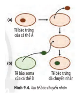 Sinh học 10 Bài 9: Tế bào nhân thực