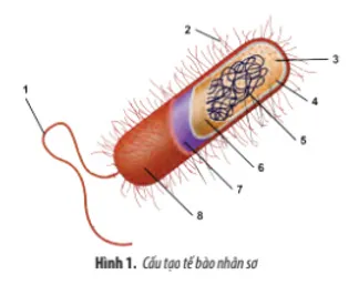 Sinh học 10: Ôn tập chương 2