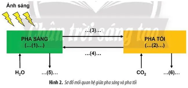 Sinh học 10: Ôn tập chương 3