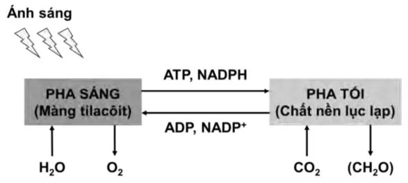 Sinh học 10: Ôn tập chương 3