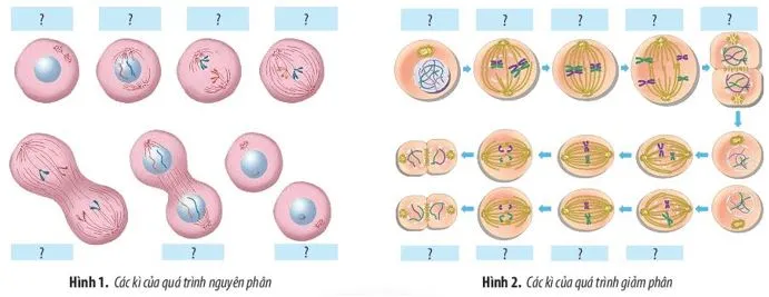 Sinh học 10: Ôn tập chương 4