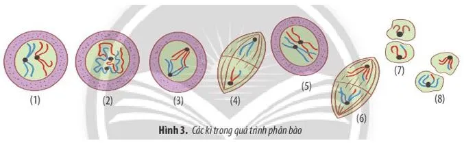 Sinh học 10: Ôn tập chương 4