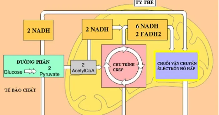 So sánh hiệu quả năng lượng của quá trình hô hấp hiếu khí và lên men