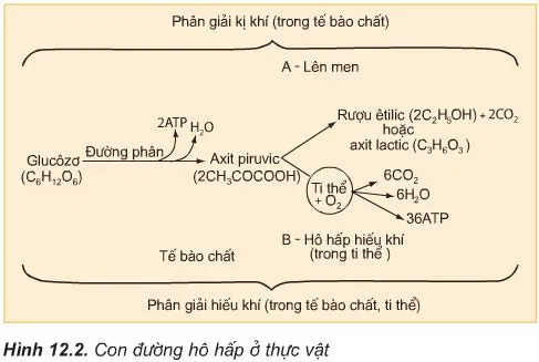 So sánh hiệu quả năng lượng của quá trình hô hấp hiếu khí và lên men