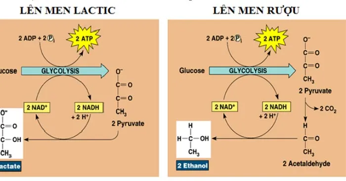 So sánh phân giải hiếu khí và phân giải kị khí