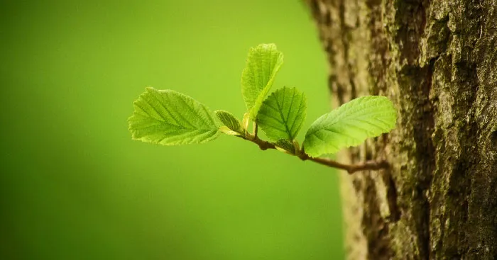 Soạn bài Cõi lá Chân trời sáng tạo