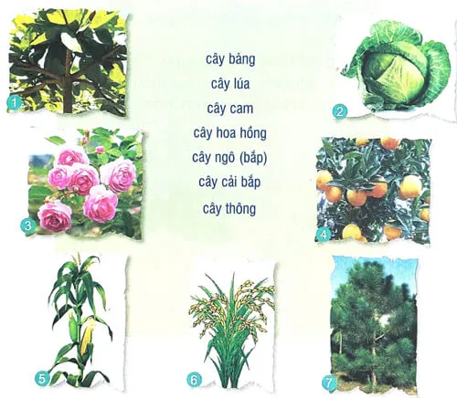 Soạn bài Lá phổi xanh (trang 21)