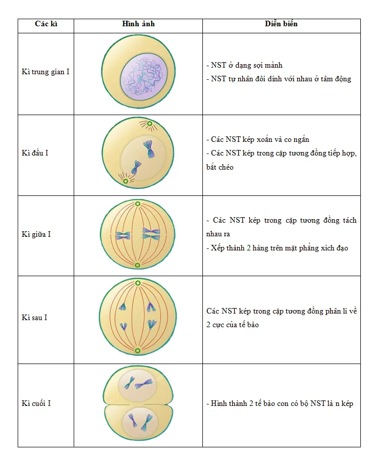 Soạn Sinh 9 Bài 10: Giảm phân