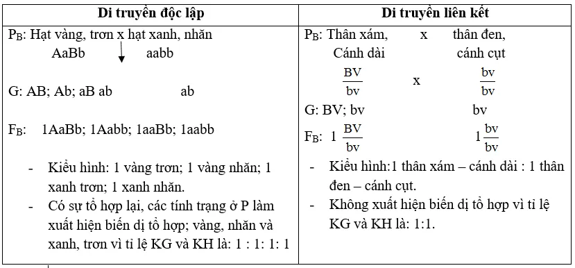 Soạn Sinh 9 Bài 13: Di truyền liên kết