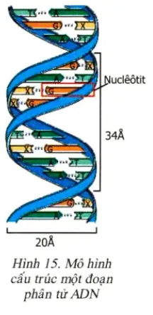 Soạn Sinh 9 Bài 20: Thực hành Quan sát và lắp mô hình ADN