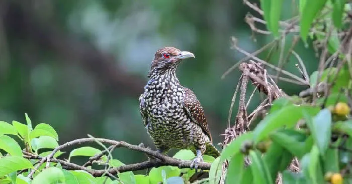 Tập làm văn lớp 2: Tả về loài chim tu hú (4 mẫu)