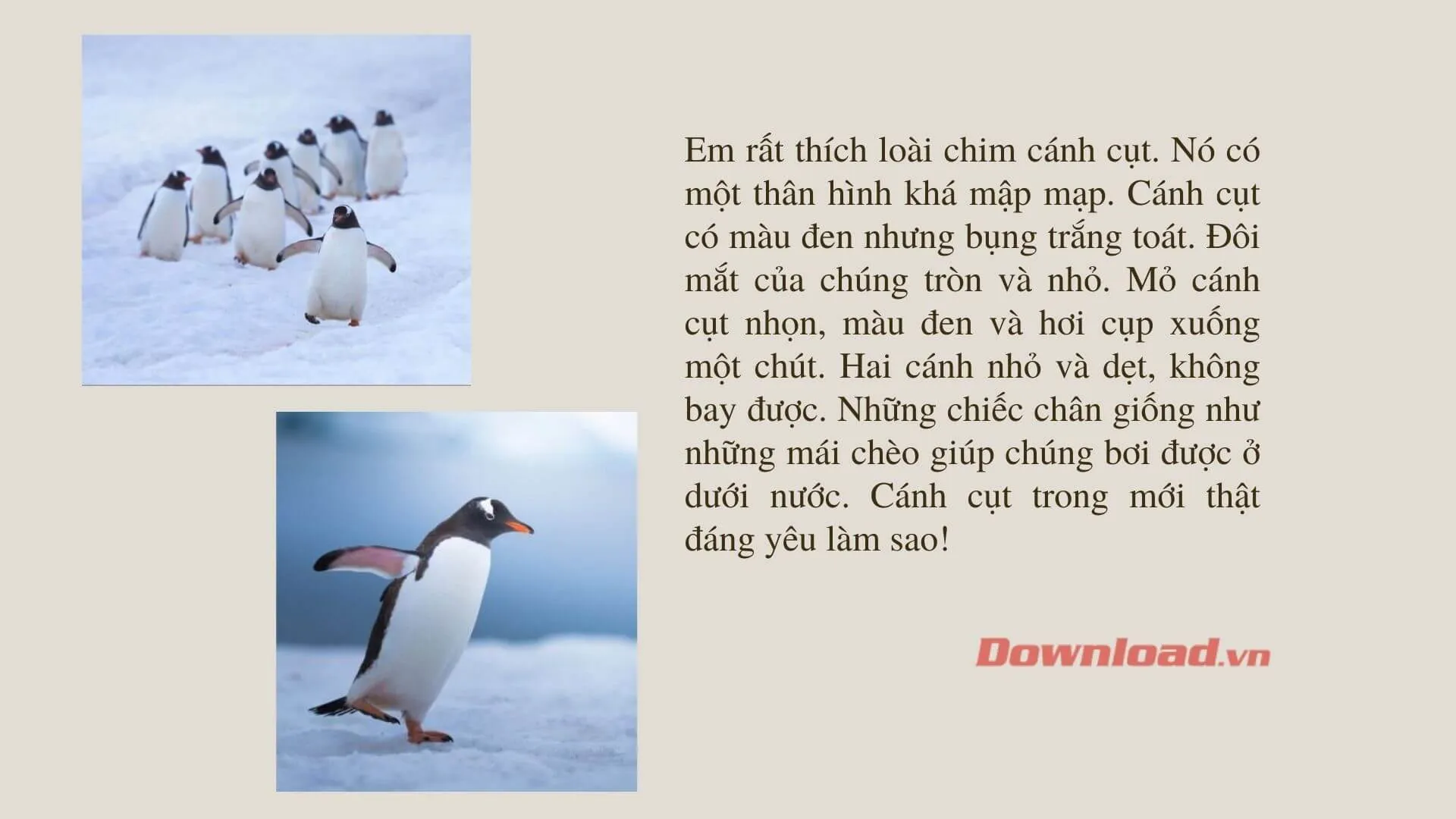 Tập làm văn lớp 2: Tả về một loài chim mà em yêu thích (63 mẫu)