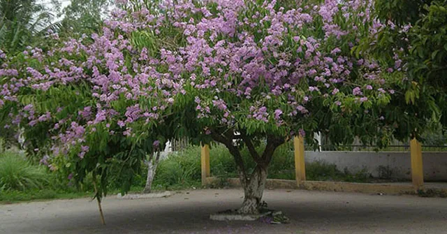 Tập làm văn lớp 5: Tả cây bằng lăng (Dàn ý + 6 mẫu)