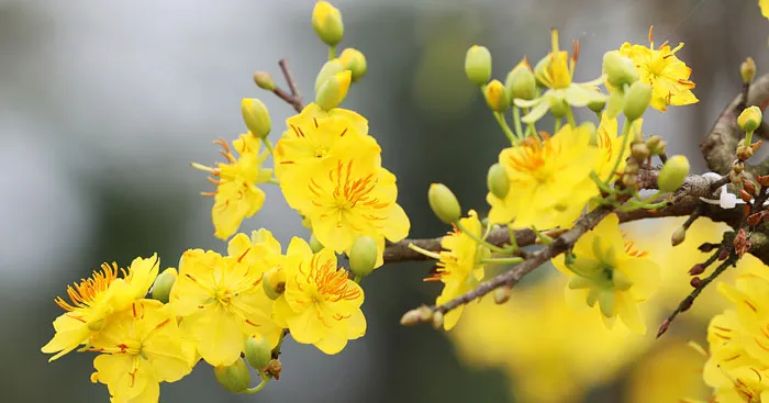 Thuyết minh về cây mai ngày Tết