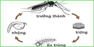 Tin học lớp 3 Bài 2: Máy tính giúp em quan sát nhiều điều kì thú